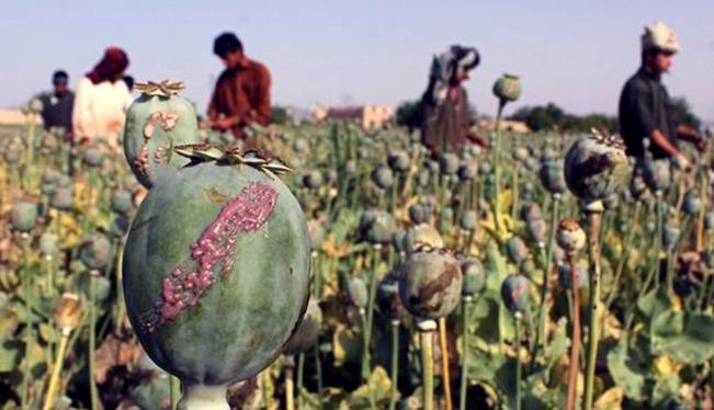 طالبان کشت مواد مخدر در افغانستان را ممنوع کرد