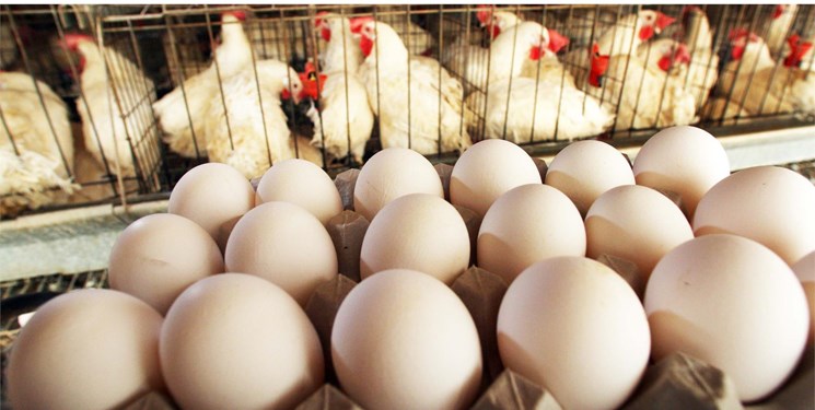 خرید مرغ و تخم مرغ به نرخ مصوب در بازار