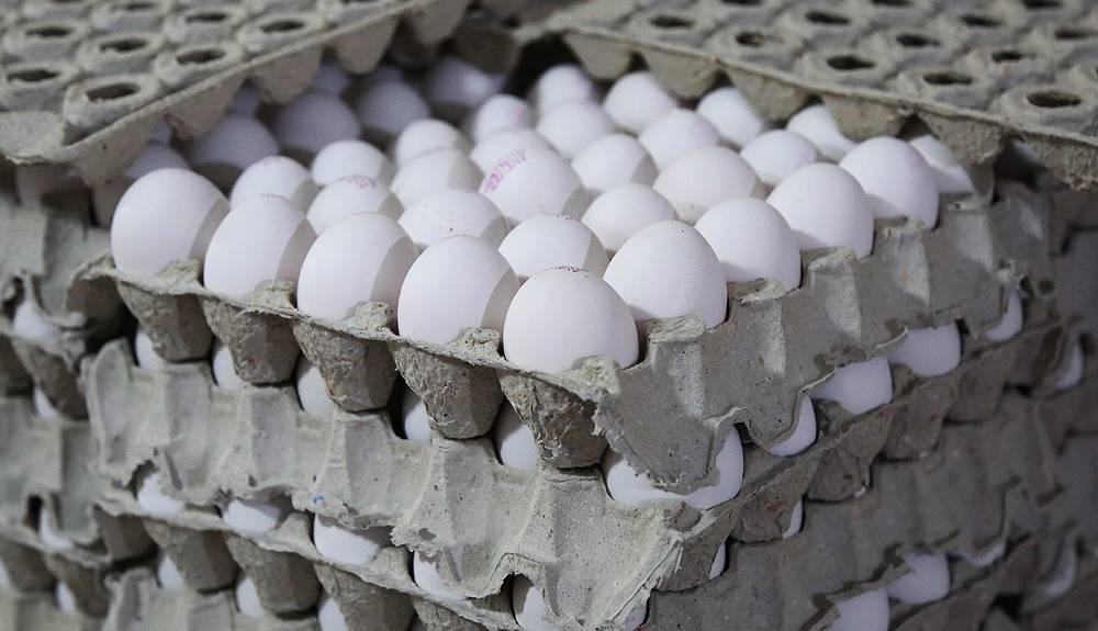 آغاز صادرات تخم‌مرغ؛ صادرکنندگان منتظر حذف تعرفه صادراتی