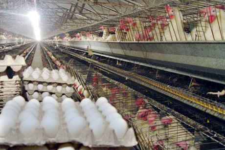 اتحادیه مرغداران: تخم‌مرغ ۱۰۰ هزار تومانی گرانفروشی است