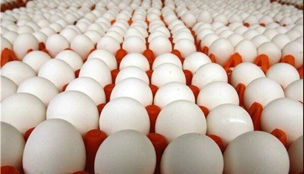 زیان ۲۳ هزار تومانی مرغداران در هر کیلوگرم تولید تخم‌مرغ