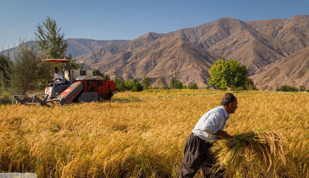 پیش‌بینی فائو از افزایش ۳۴ درصدی تولید غلات ایران