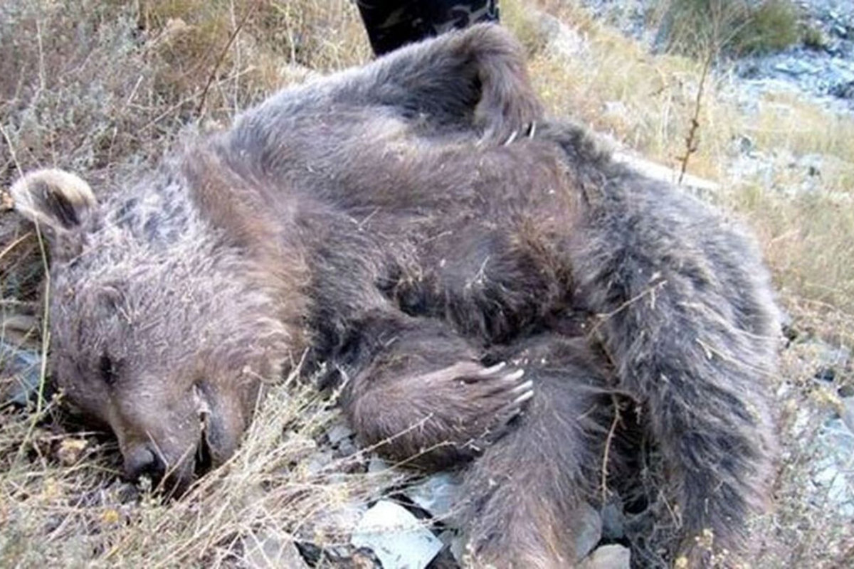 عکس یادگاری با خرس مرده کار دست جوان گلستانی داد