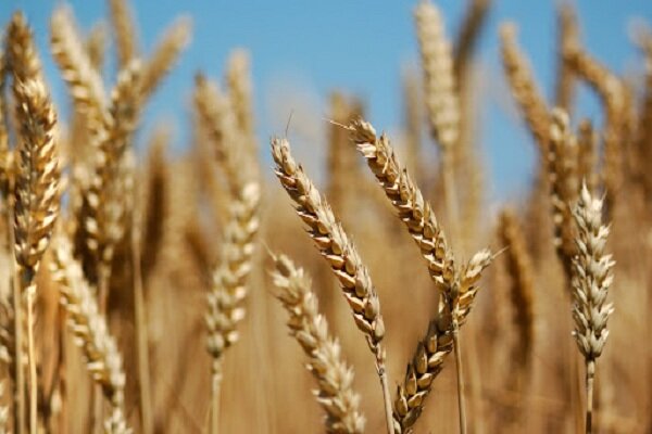 10 استان رکورددار تولید گندم مشخص شدند