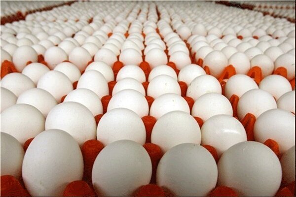 صادرات تخم مرغ متوقف شد؛ افت شدید تقاضا در بازار