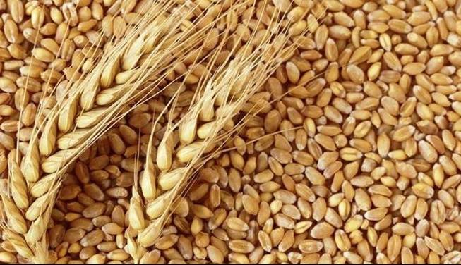 پیشنهاد وزارت اقتصاد برای جلوگیری از قاچاق گندم و بهینه‌سازی مصرف نان