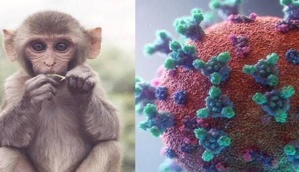 وزارت بهداشت: هیچ موردی از آبله میمونی در کشور شناسایی نشده است