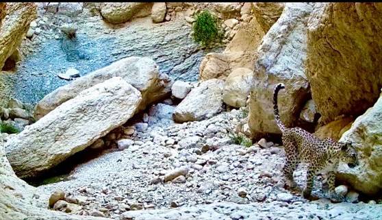 مشاهده دو پلنگ ایرانی در استان بوشهر