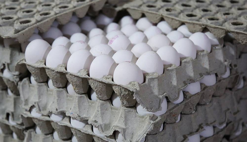 ادامه کاهش نرخ مرغ و تخم مرغ نسبت به قیمت مصوب