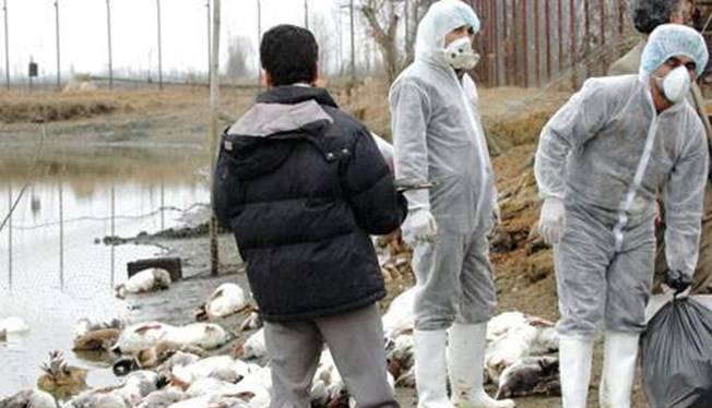 وزارت بهداشت: «آنفلوآنزای پرندگان» هنوز در ایران گزارش نشده است