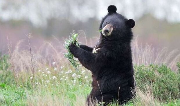 توله خرس سیاه با محموله مواد مخدر کشف شد