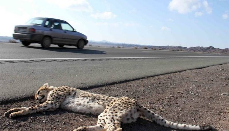 عامل انسانی علت ۶۲ درصد مرگ و میر یوزپلنگ ایرانی!