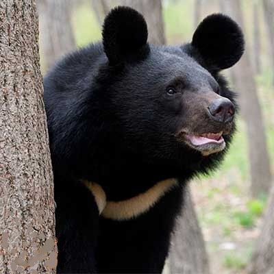 خرس سیاه بلوچی در باغ وحش دانشگاه زابل تلف شد