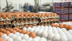 تخم مرغ هم گران می شود