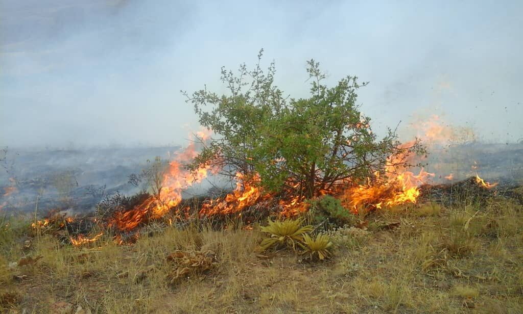 قاچاق چوب ۵۰ درصد و آتش‌سوزی جنگل‌ها ۷۰ درصد در استان سمنان کاهش یافت