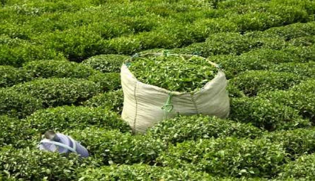 واردات چای ۴۹ درصد افزایش یافت
