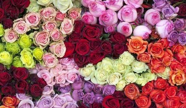 قیمت گل در آستانه روز زن