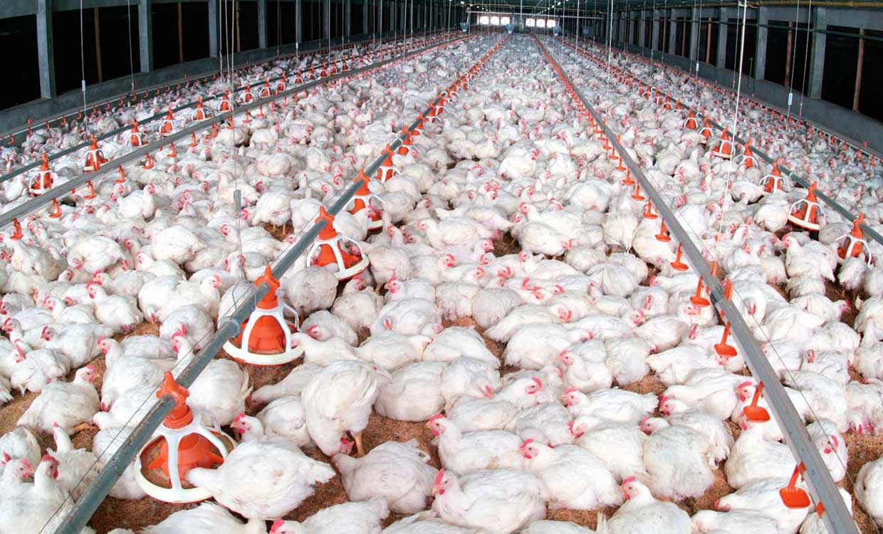 آیا مرغ های چاق آنتی بیوتیکی هستند؟